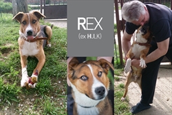 Mazilica Hulk, udomljen točno na svoj prvi rođendan, javio nam se iz novog doma, uz jednu malu napomenu - sada se zove Rex i "najobožavaniji" je pas na svijetu ;)